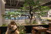 The Green Tea Restaurant