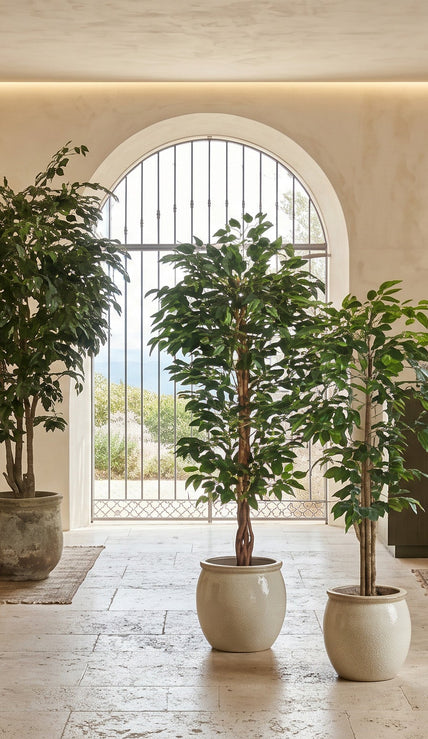 Ficus Trees