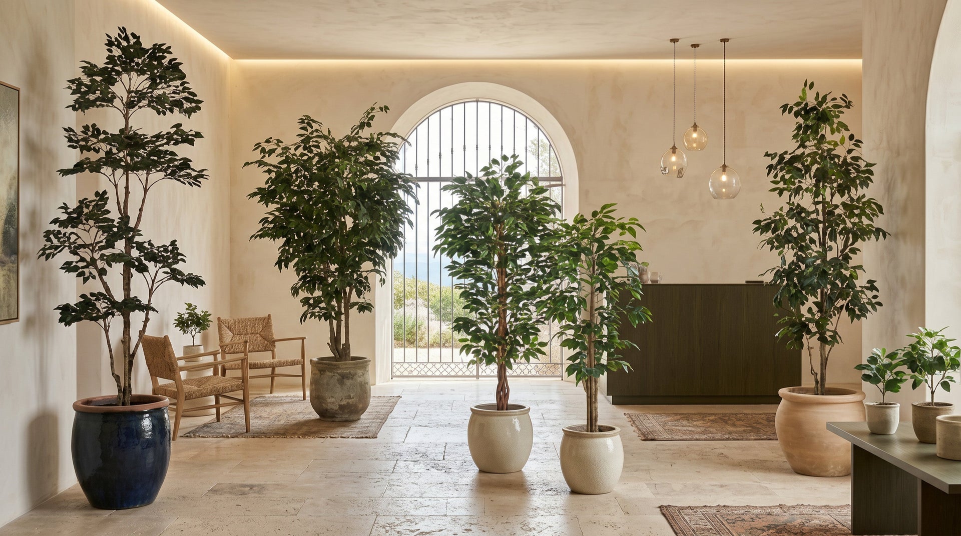 Ficus Trees