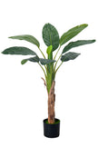 Artificial Banana Trees for Tropical Indoor Spaces