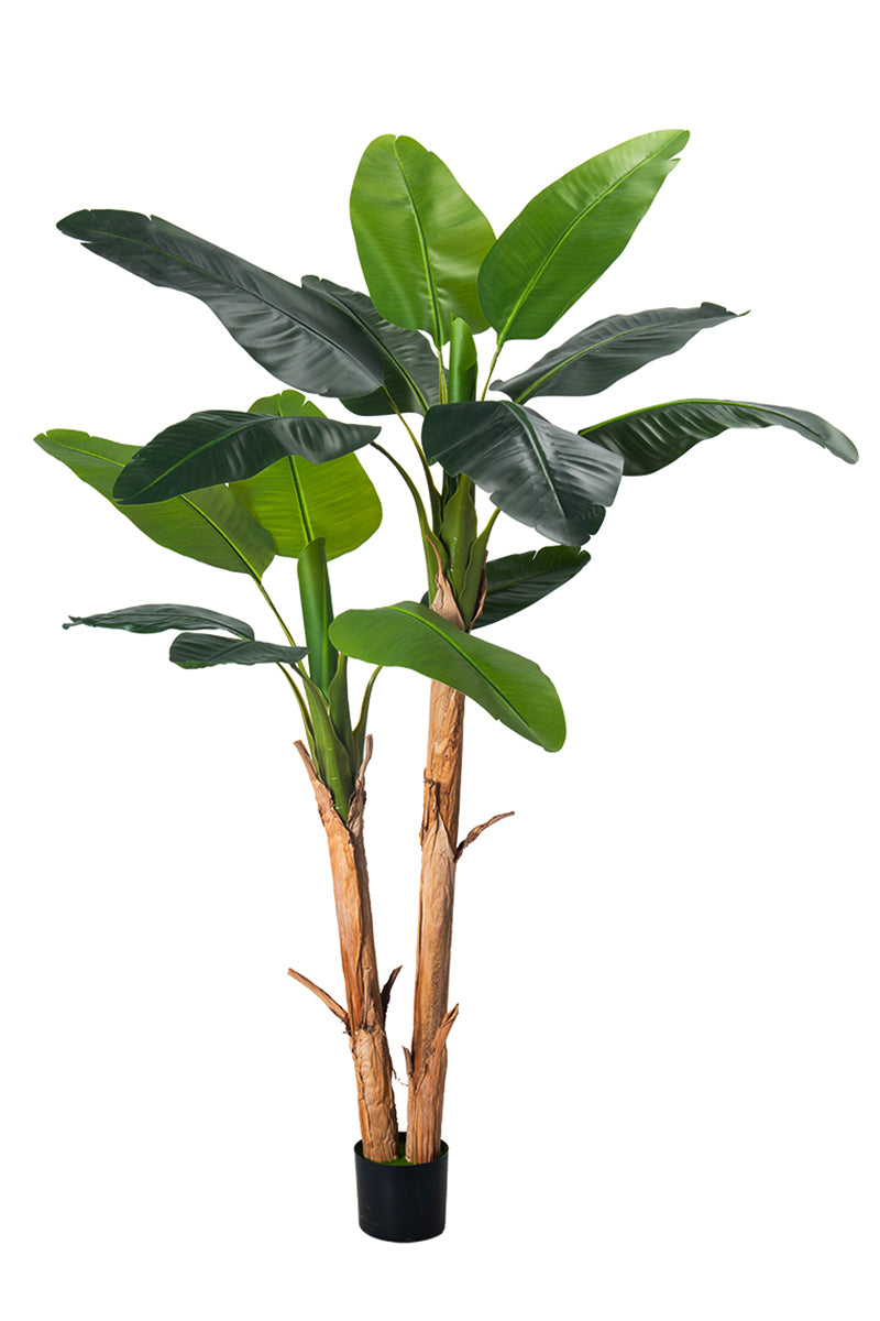 Artificial Banana Trees for Tropical Indoor Spaces