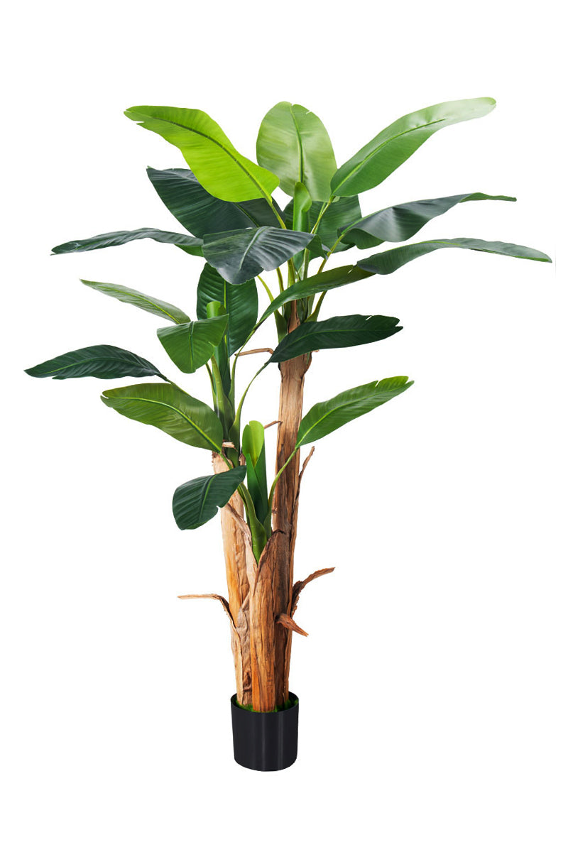 Artificial Banana Trees for Tropical Indoor Spaces