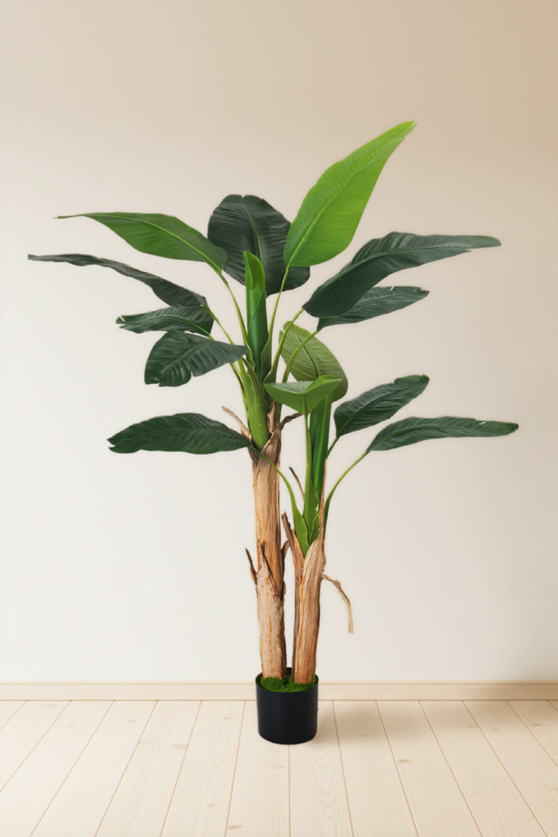 Artificial Banana Trees for Tropical Indoor Spaces