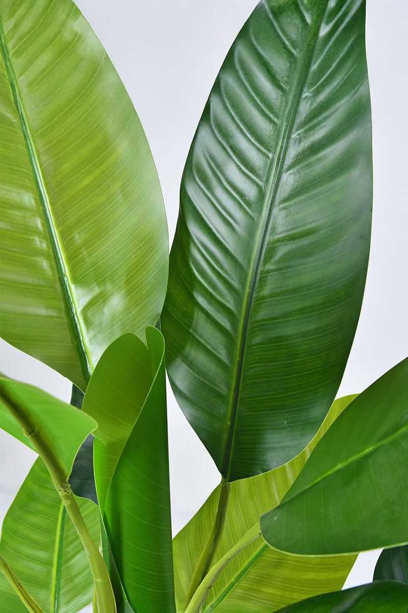 Artificial Banana Trees for Tropical Indoor Spaces