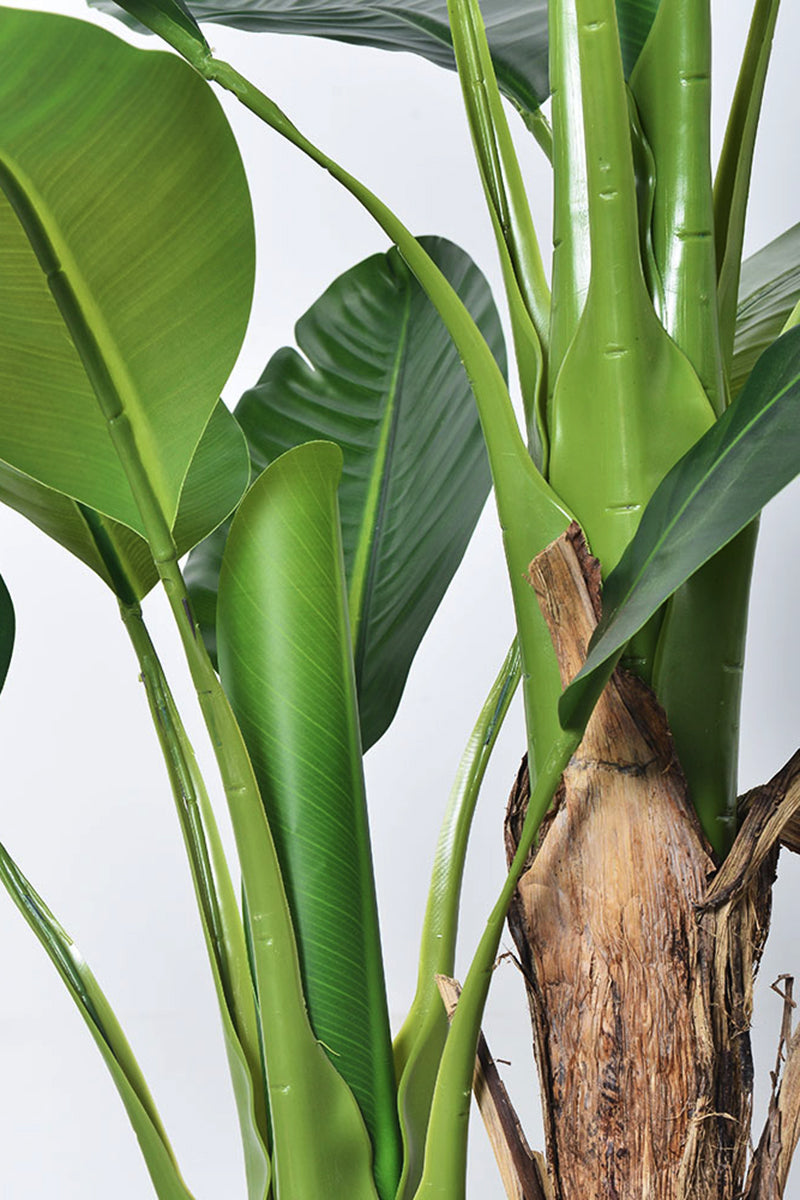 Artificial Banana Trees for Tropical Indoor Spaces