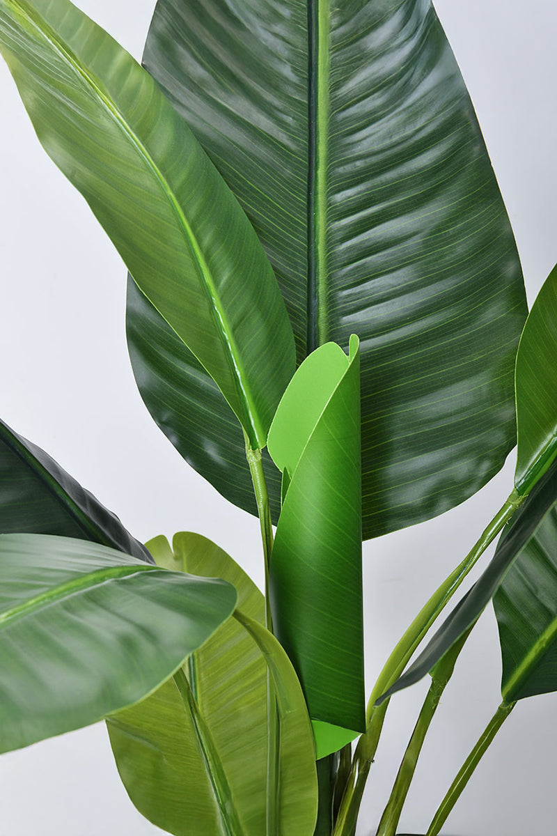 Artificial Banana Trees for Tropical Indoor Spaces