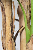 Artificial Banana Trees for Tropical Indoor Spaces