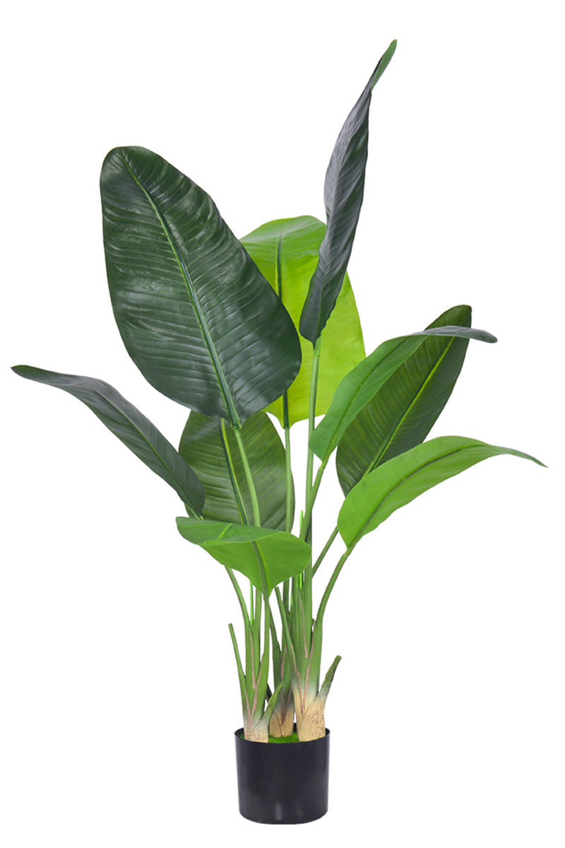Birds of Paradise C: (Ravenala) with Realistic Leaves