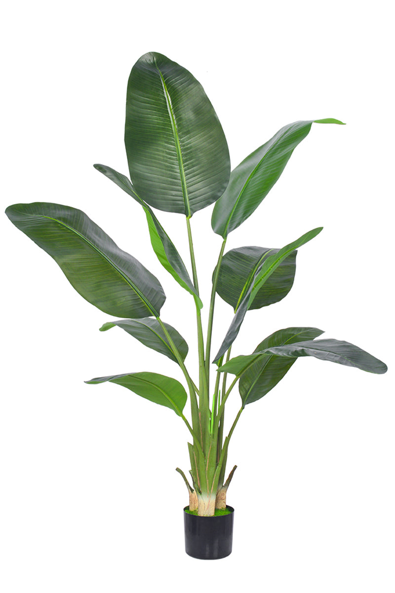 Birds of Paradise C: (Ravenala) with Realistic Leaves
