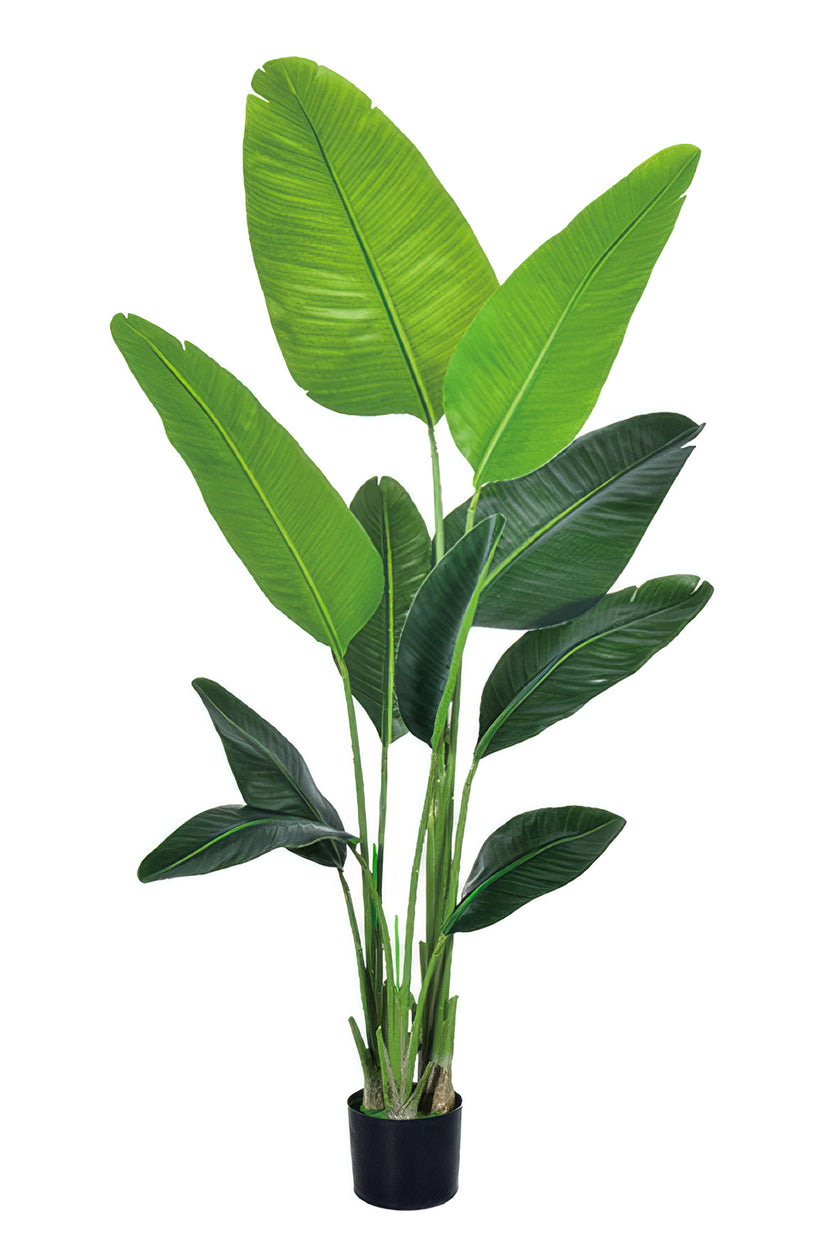 Birds of Paradise C: (Ravenala) with Realistic Leaves