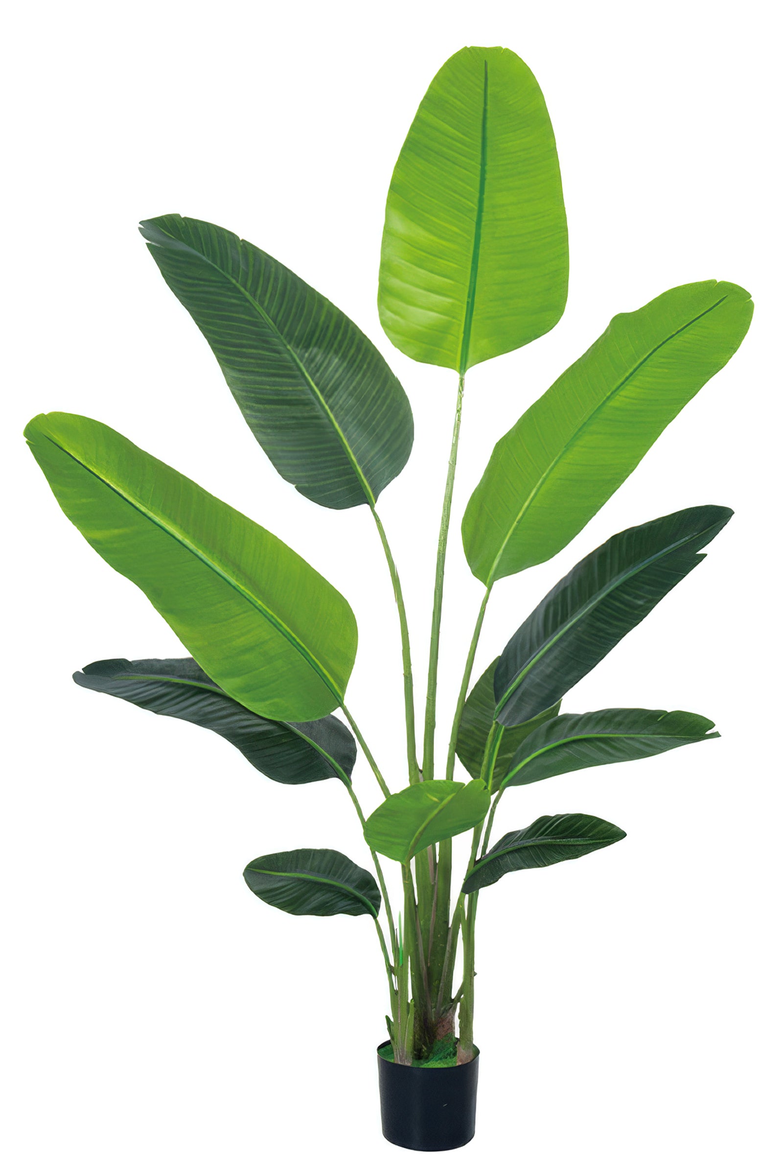 Birds of Paradise C: (Ravenala) with Realistic Leaves