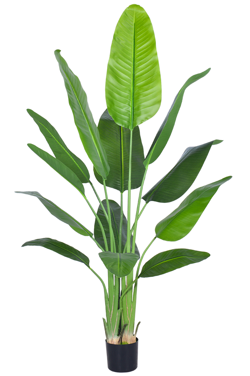 Birds of Paradise C: (Ravenala) with Realistic Leaves
