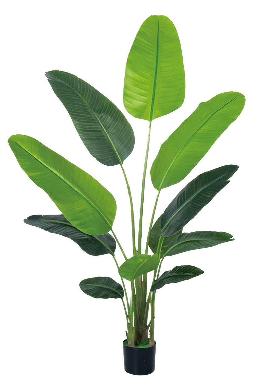 Birds of Paradise C: (Ravenala) with Realistic Leaves