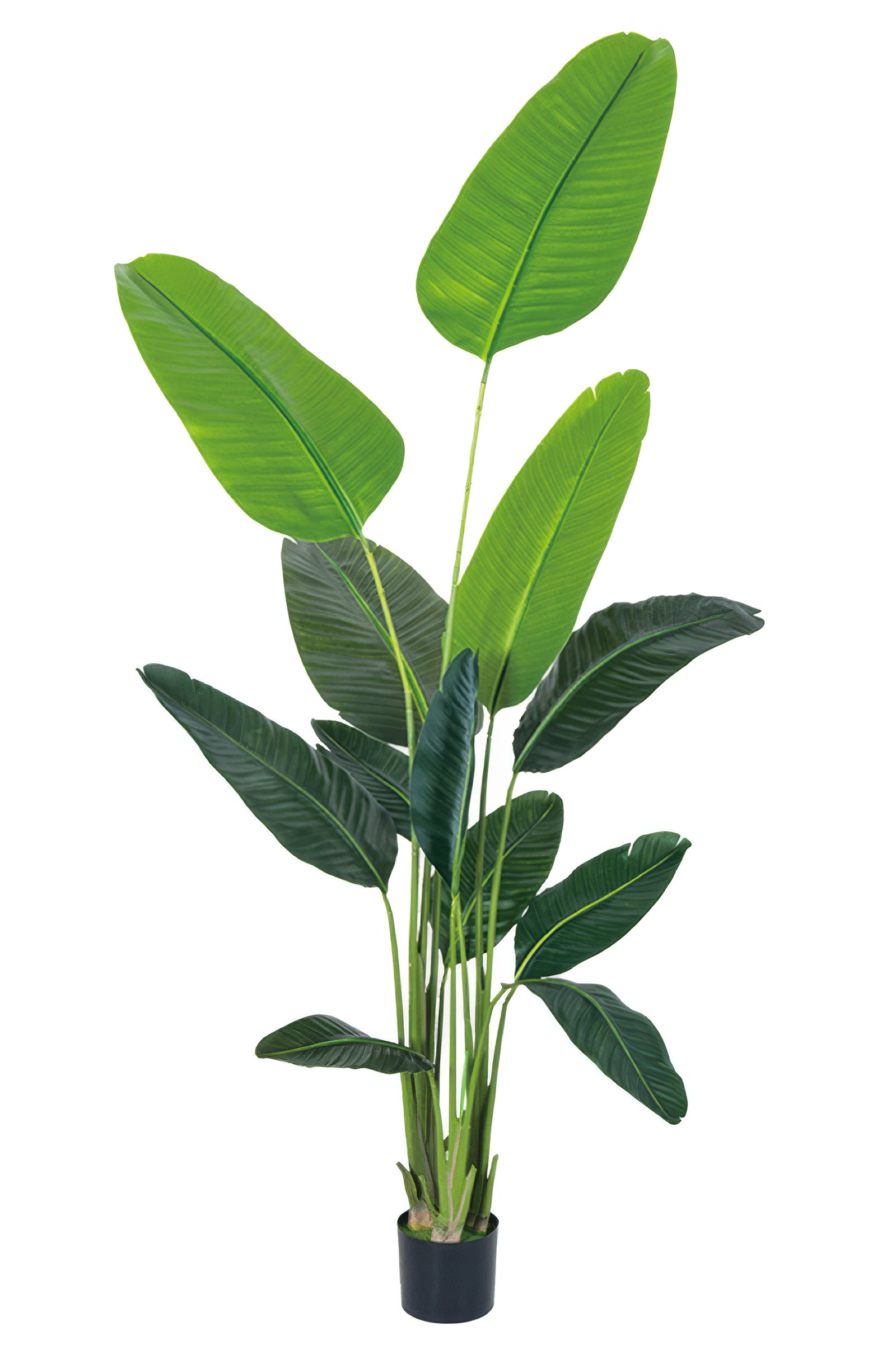 Birds of Paradise C: (Ravenala) with Realistic Leaves