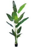 Birds of Paradise C: (Ravenala) with Realistic Leaves