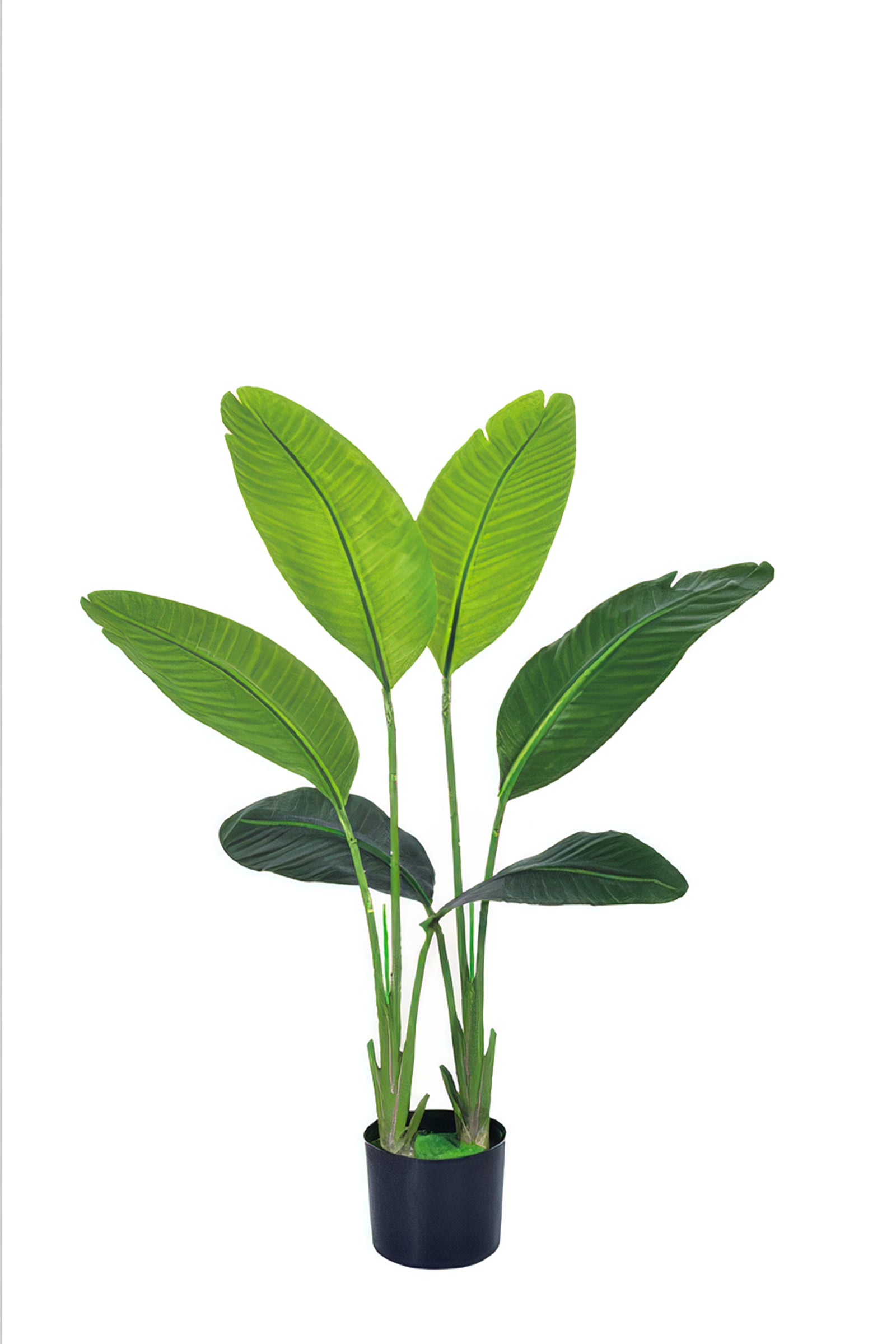 Birds of Paradise C: (Ravenala) with Realistic Leaves