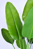 Birds of Paradise C: (Ravenala) with Realistic Leaves