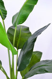 Birds of Paradise C: (Ravenala) with Realistic Leaves
