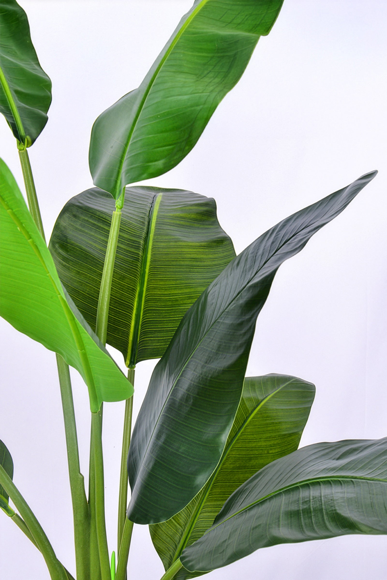 Birds of Paradise C: (Ravenala) with Realistic Leaves