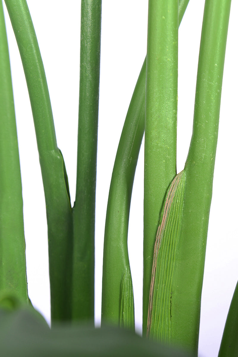 Birds of Paradise C: (Ravenala) with Realistic Leaves