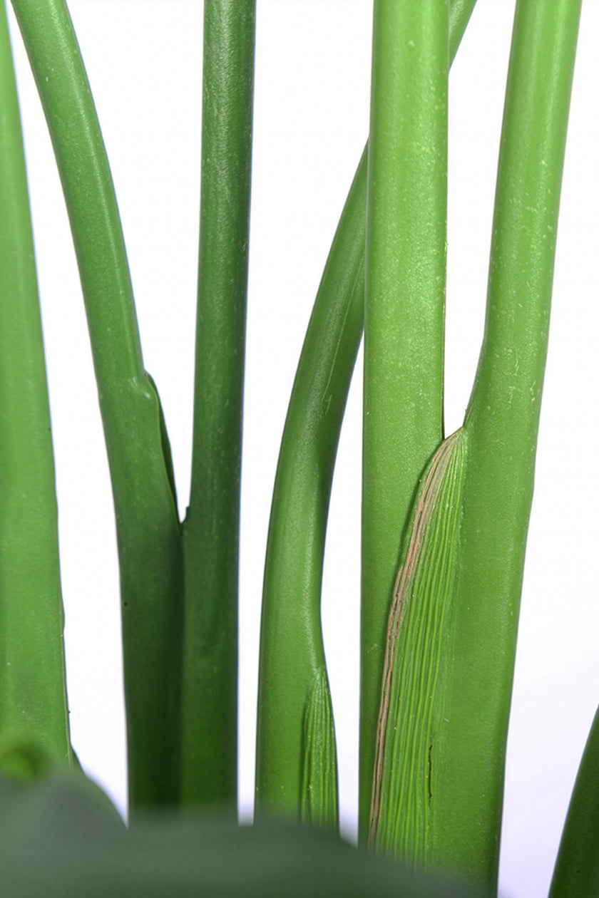 Birds of Paradise C: (Ravenala) with Realistic Leaves