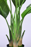 Birds of Paradise C: (Ravenala) with Realistic Leaves