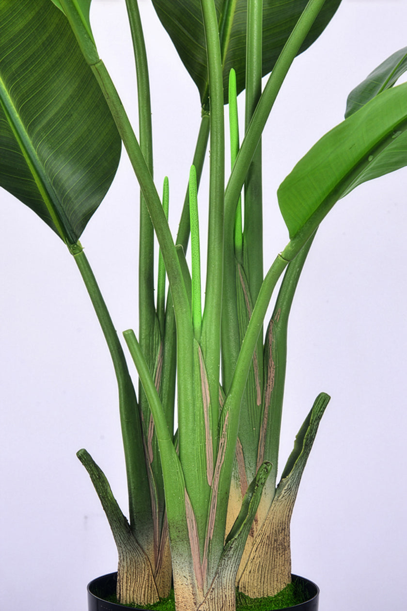 Birds of Paradise C: (Ravenala) with Realistic Leaves