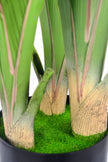 Birds of Paradise C: (Ravenala) with Realistic Leaves