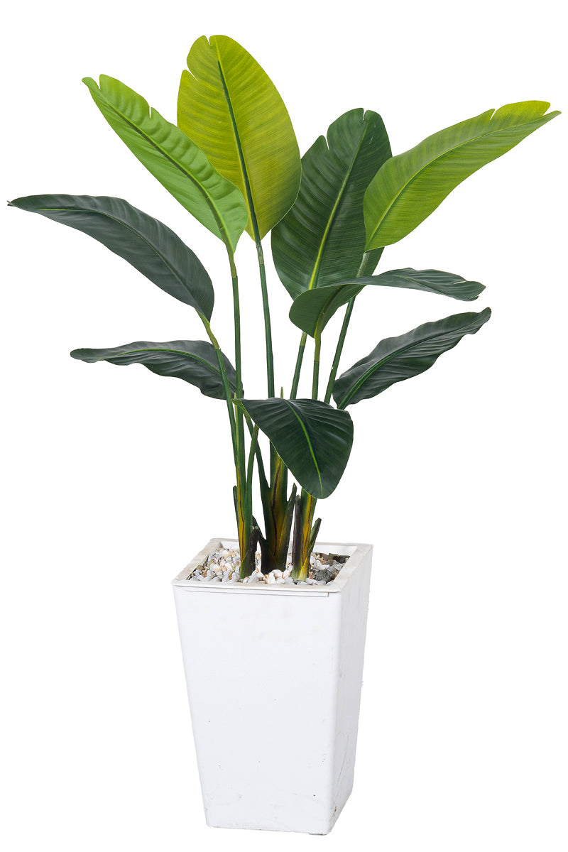 Birds of Paradise F: with Tall White Planter