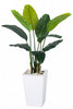 Birds of Paradise F: with Tall White Planter