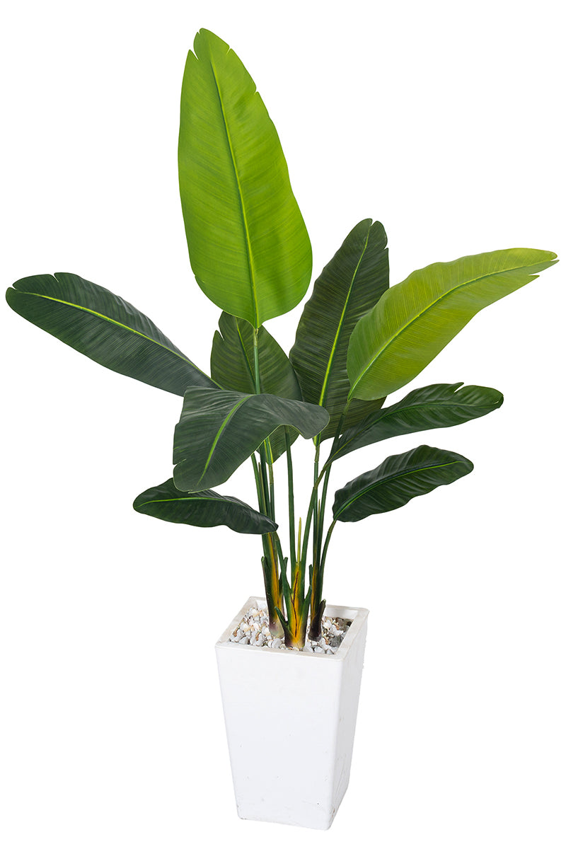 Birds of Paradise F: with Tall White Planter