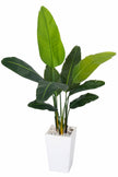 Birds of Paradise F: with Tall White Planter