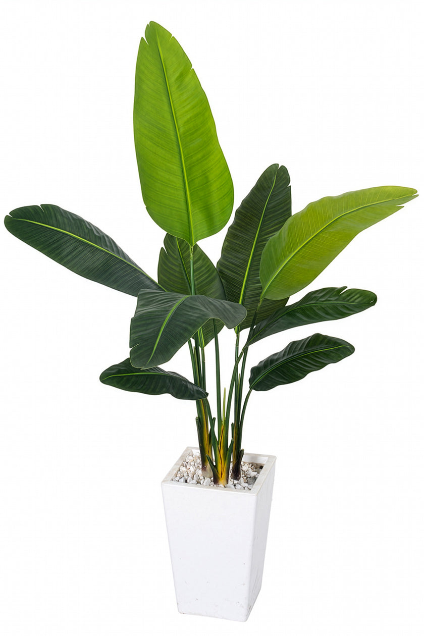 Birds of Paradise F: with Tall White Planter