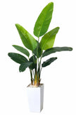 Birds of Paradise F: with Tall White Planter