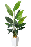 Birds of Paradise F: with Tall White Planter