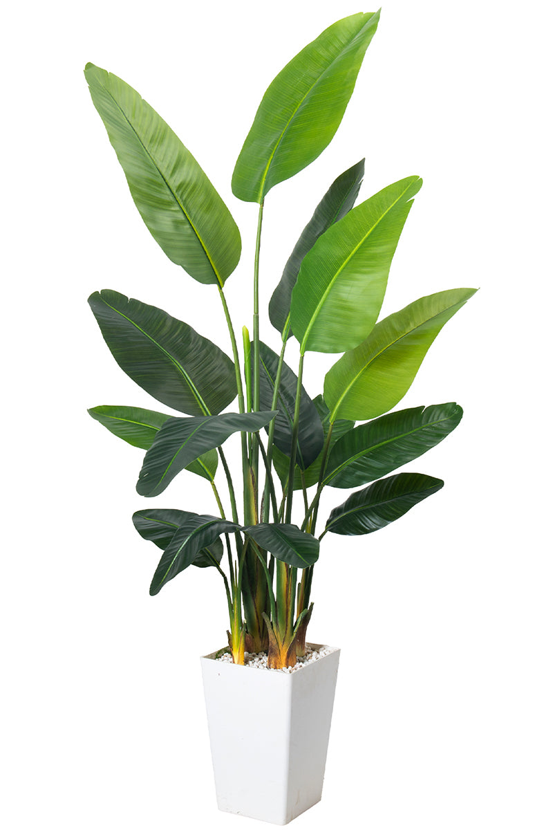 Birds of Paradise F: with Tall White Planter