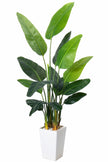 Birds of Paradise F: with Tall White Planter