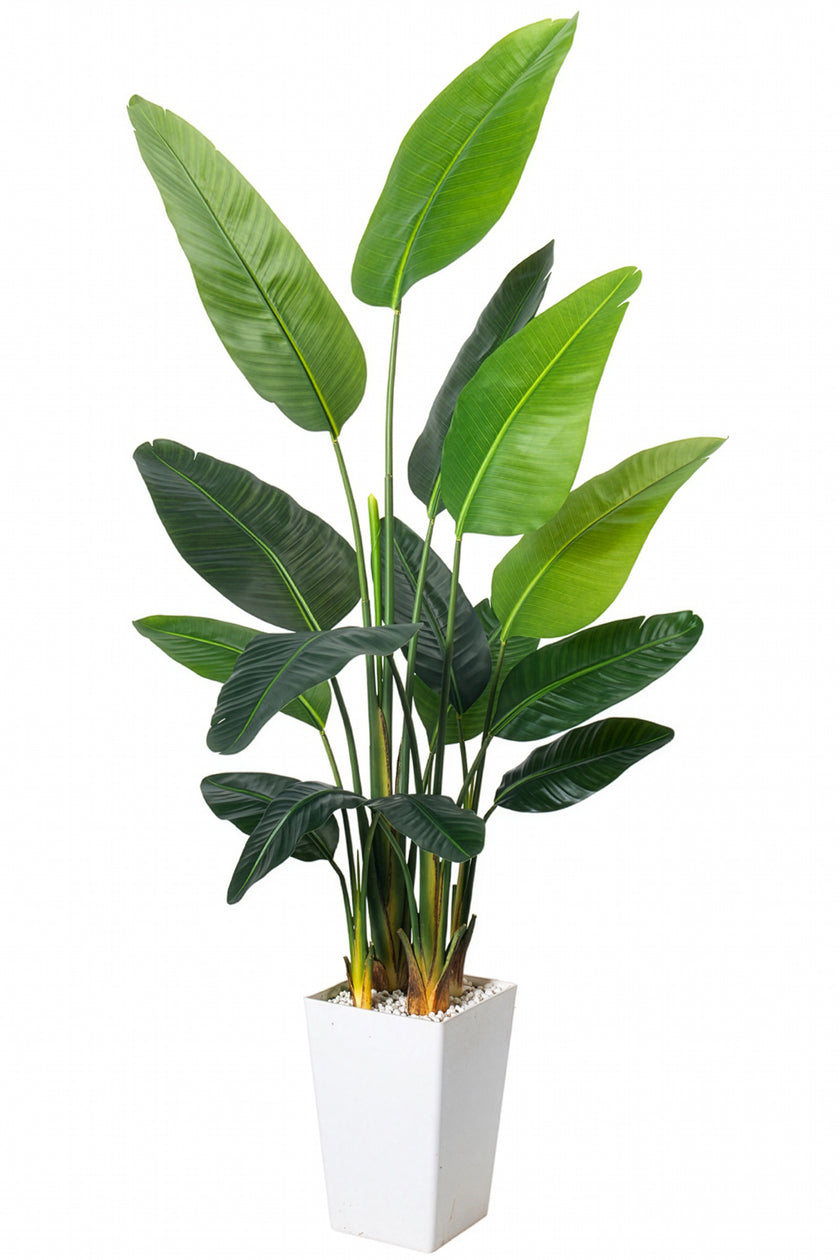 Birds of Paradise F: with Tall White Planter