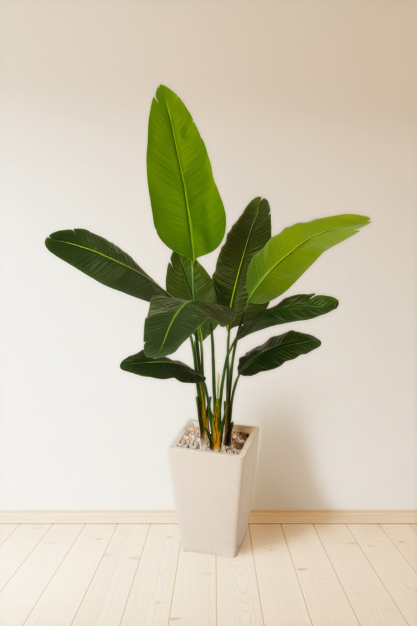 Birds of Paradise F: with Tall White Planter