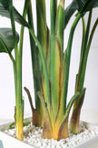 Birds of Paradise F: with Tall White Planter