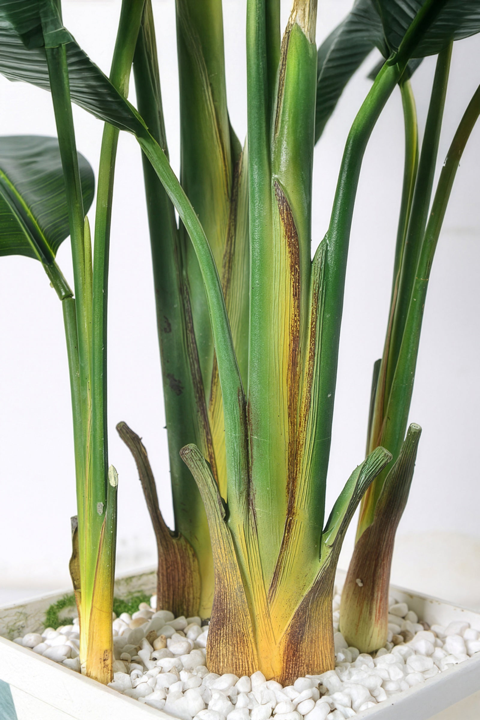 Birds of Paradise F: with Tall White Planter