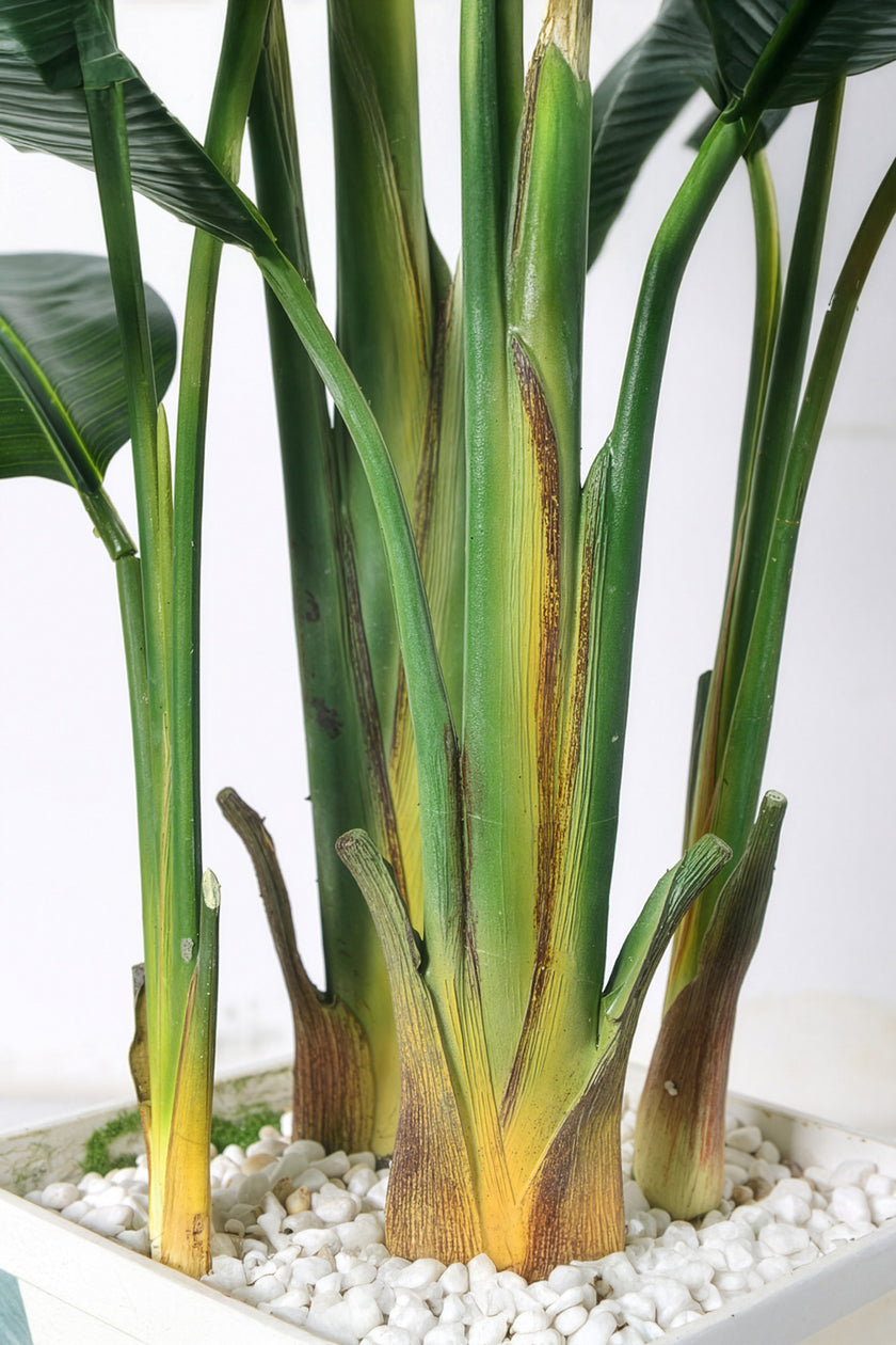 Birds of Paradise F: with Tall White Planter