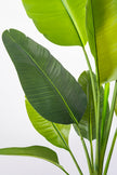Birds of Paradise F: with Tall White Planter