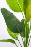 Birds of Paradise F: with Tall White Planter