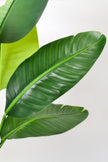 Birds of Paradise F: with Tall White Planter