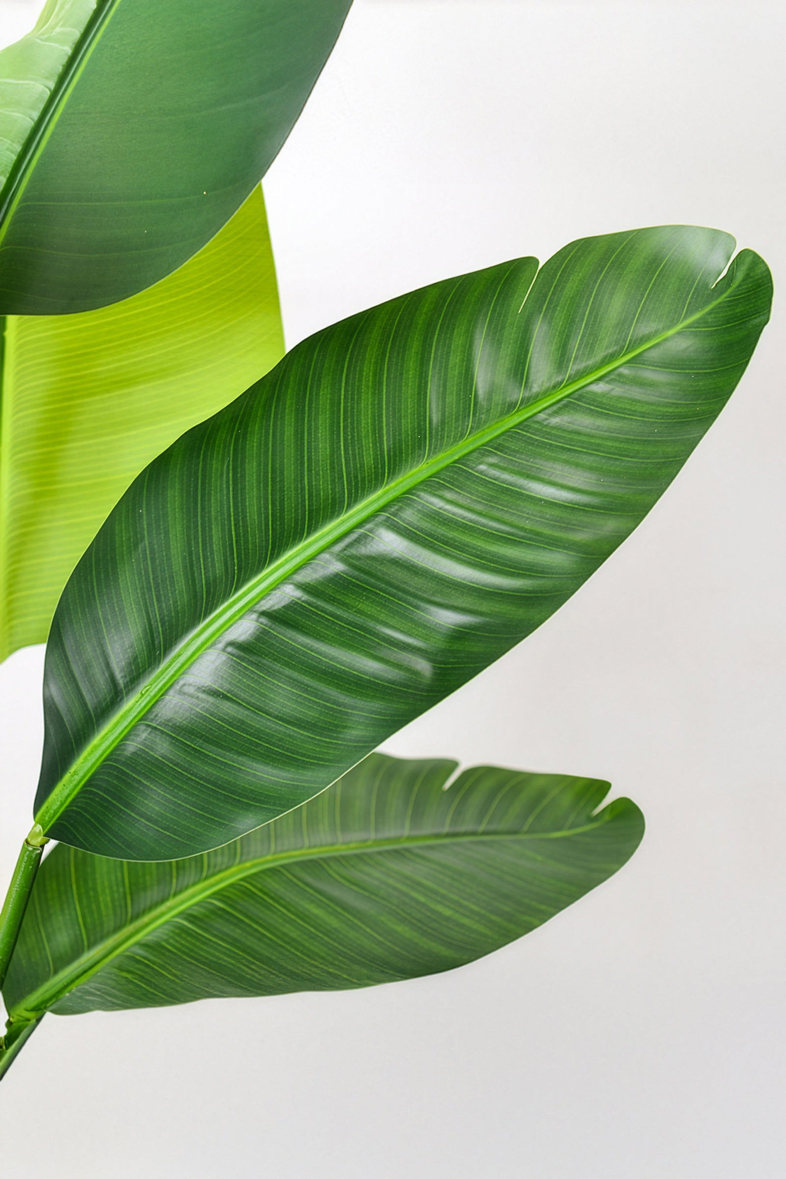 Birds of Paradise F: with Tall White Planter