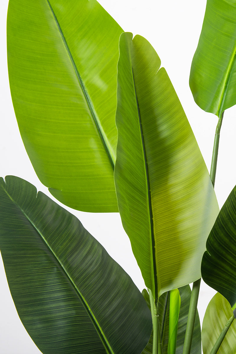 Birds of Paradise F: with Tall White Planter