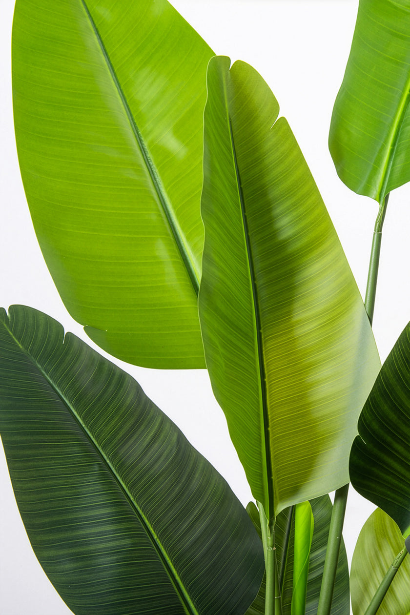 Birds of Paradise F: with Tall White Planter