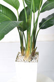 Birds of Paradise F: with Tall White Planter