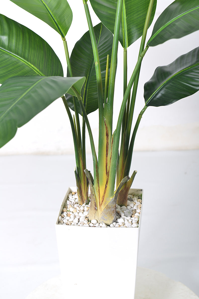 Birds of Paradise F: with Tall White Planter